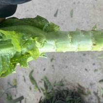 云南红叶窝笋