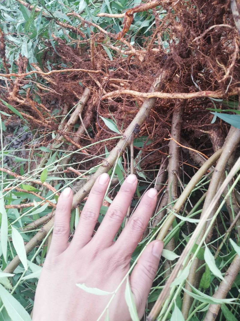 毛桃苗正品野生桃苗新鲜砧木嫁接用苗果树占地苗桃树实生苗山