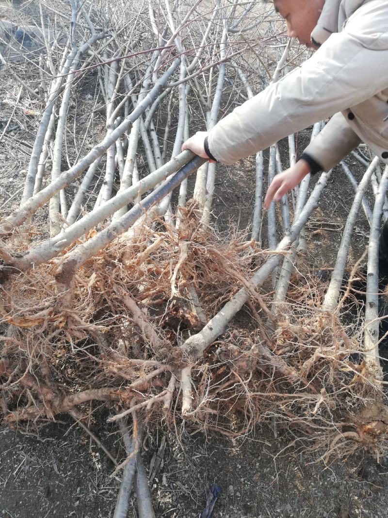 毛桃苗正品野生桃苗新鲜砧木嫁接用苗果树占地苗桃树实生苗山