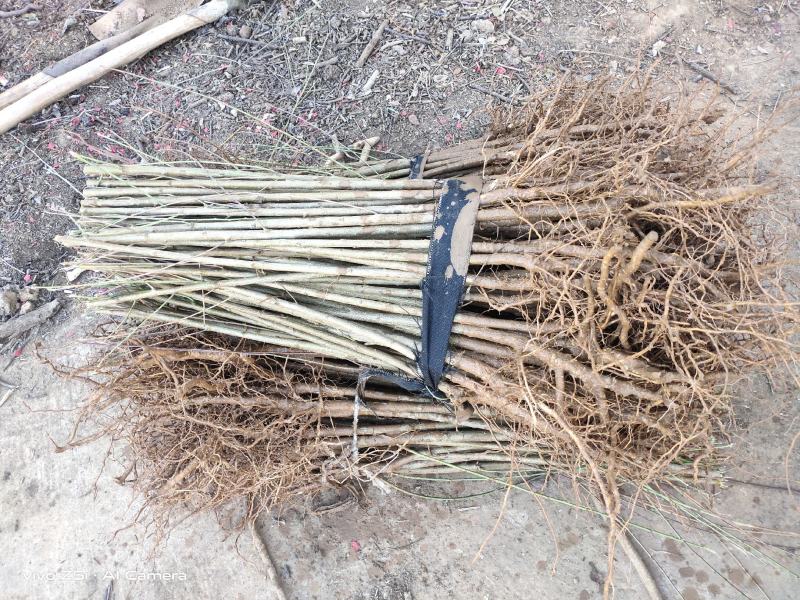 毛桃苗正品野生桃苗新鲜砧木嫁接用苗果树占地苗桃树实生苗山