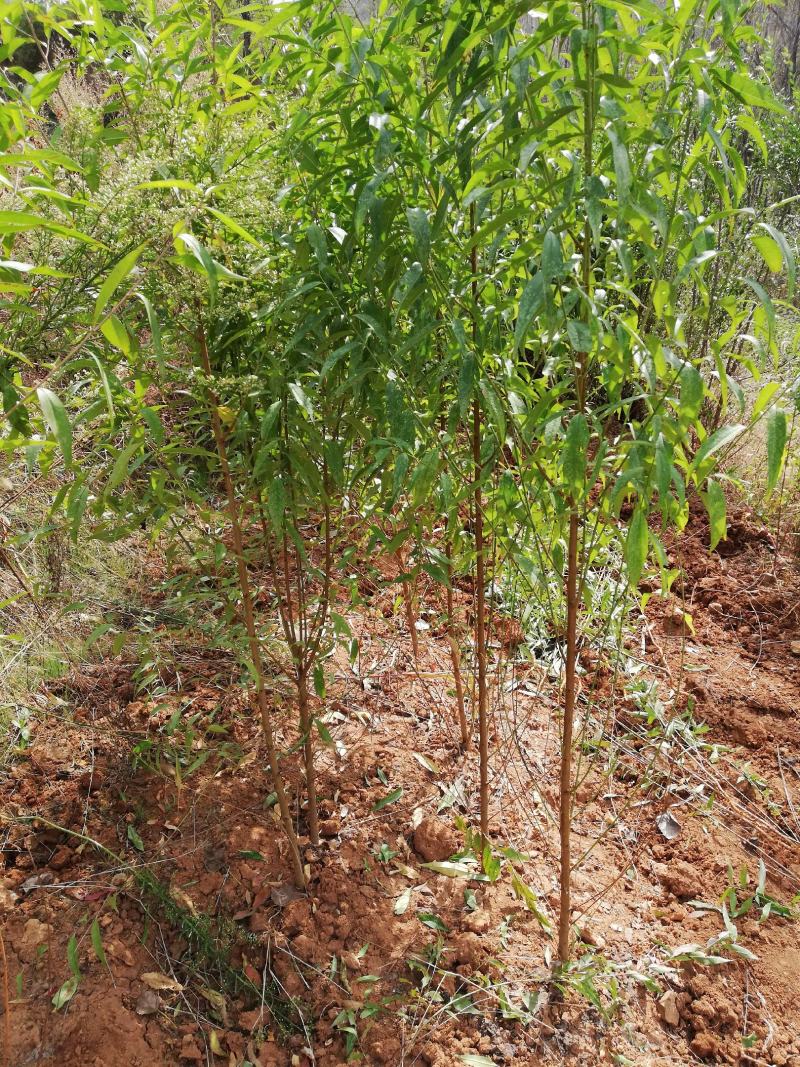 毛桃苗正品野生桃苗新鲜砧木嫁接用苗果树占地苗桃树实生苗山