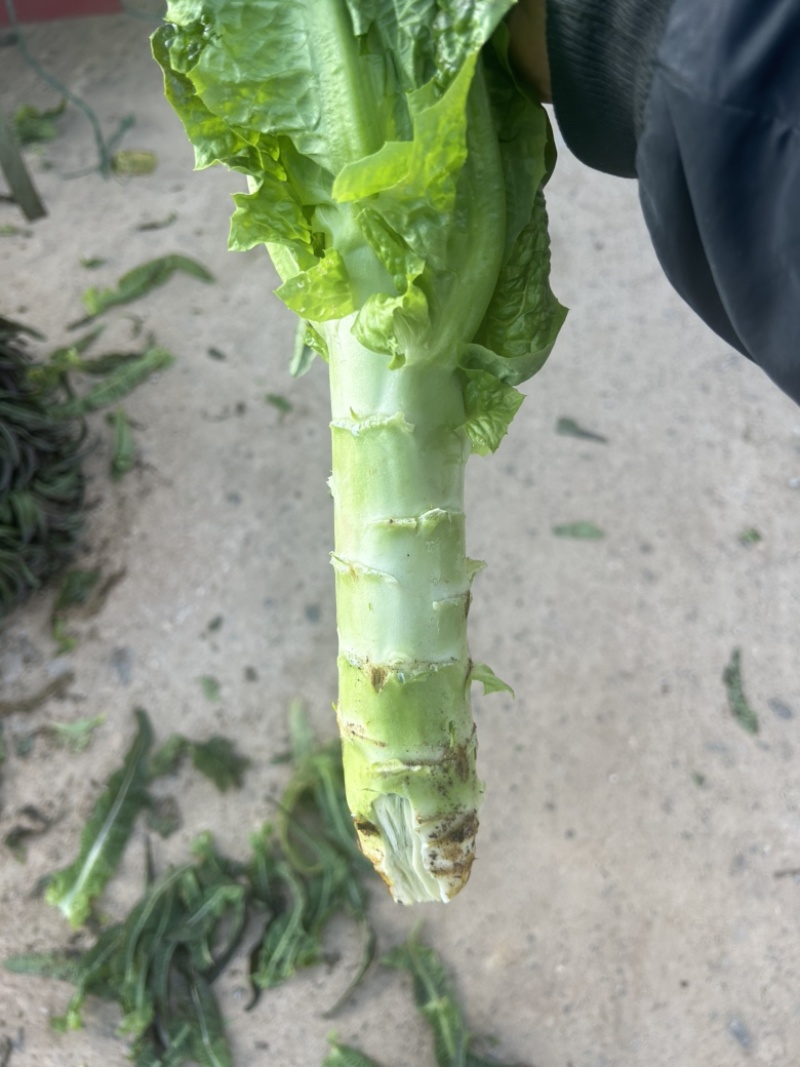 云南红叶窝笋