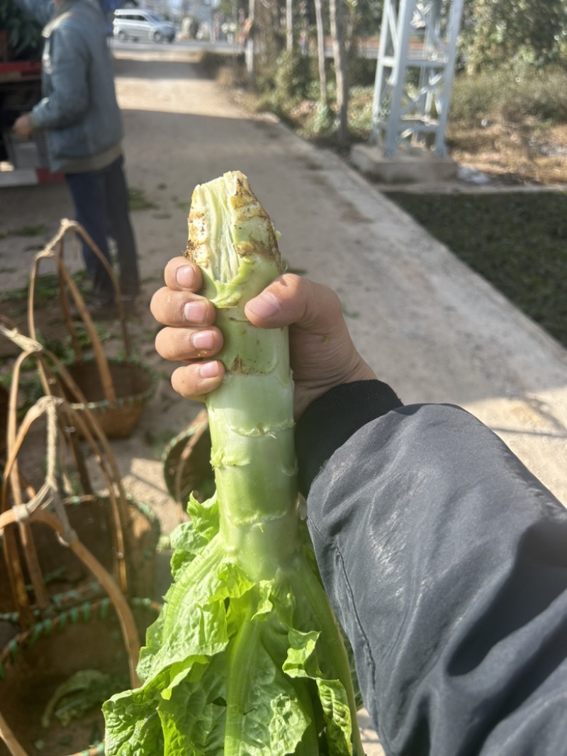 云南红叶窝笋