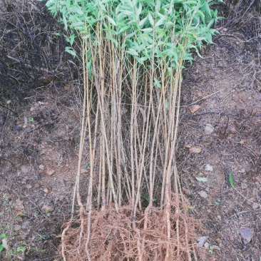 毛桃苗正品野生桃苗新鲜砧木嫁接用苗果树占地苗桃树实生苗山