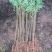 毛桃苗正品野生桃苗新鲜砧木嫁接用苗果树占地苗桃树实生苗山