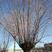 旱柳柳树各种规格都有，量大，地址，陕西省榆林市