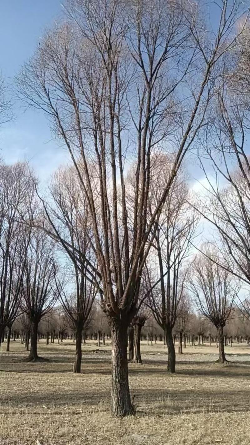 旱柳柳树各种规格都有，量大，地址，陕西省榆林市