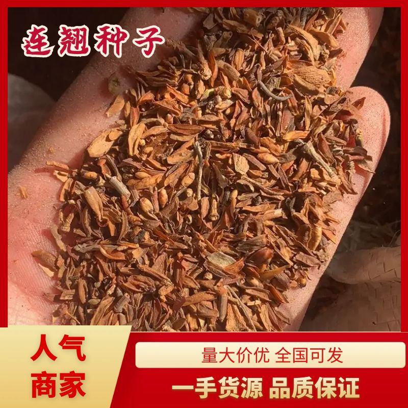 连翘种子产地直销发芽率高货量稳定量大详谈价格更优