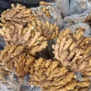 小黄姜,仔姜,山东窖藏小黄姜,全国物流发货
