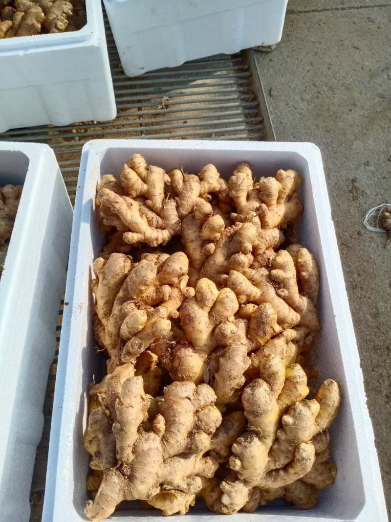 小黄姜，仔姜，山东窖藏小黄姜，全国物流发货