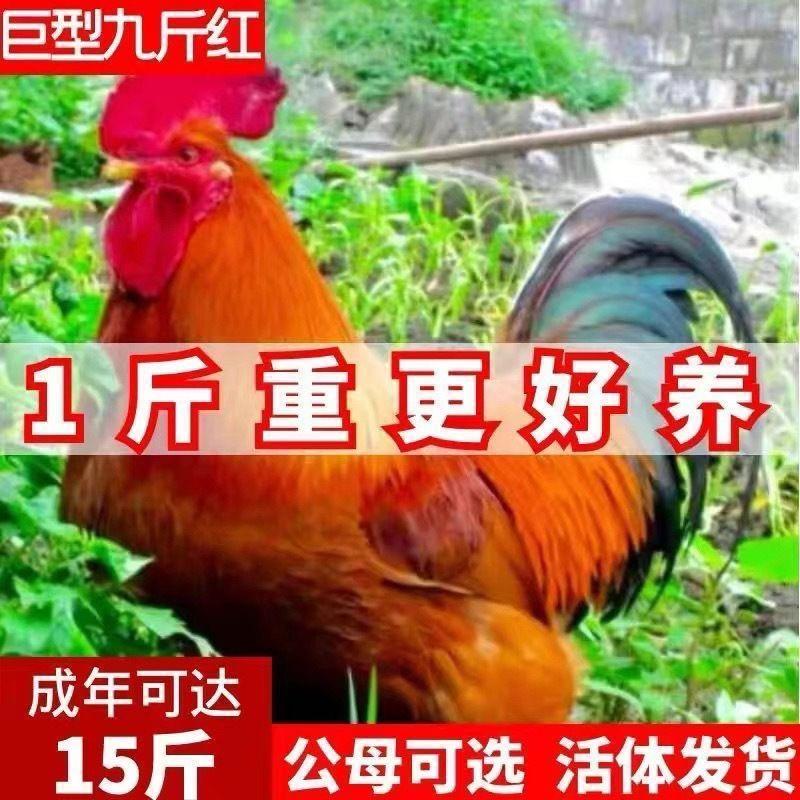 土鸡苗九斤红公母活体发货散养鸡大种包活到家养殖批发