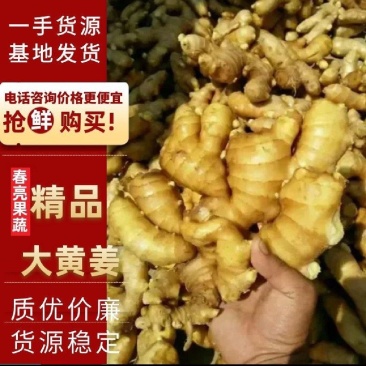 精品大黄姜小黄姜辛辣味美无断裂红成果蔬出售水洗生姜
