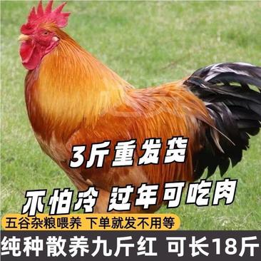 3斤重九斤红大公鸡活红玉大公鸡活鸡包活到家土鸡苗散养大种