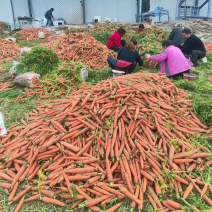 开封胡萝卜三红胡萝卜产地大量上市产地直供