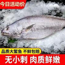 新鲜灰米鱼冷冻鳘鱼敏鱼海鱼活冻鮸鱼无冰自家渔船捕捞海鲜