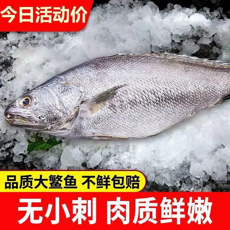 新鲜灰米鱼冷冻鳘鱼敏鱼海鱼活冻鮸鱼无冰自家渔船捕捞海鲜