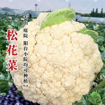 松花菜散花实花西兰花菜花有机花菜欢迎来电咨询