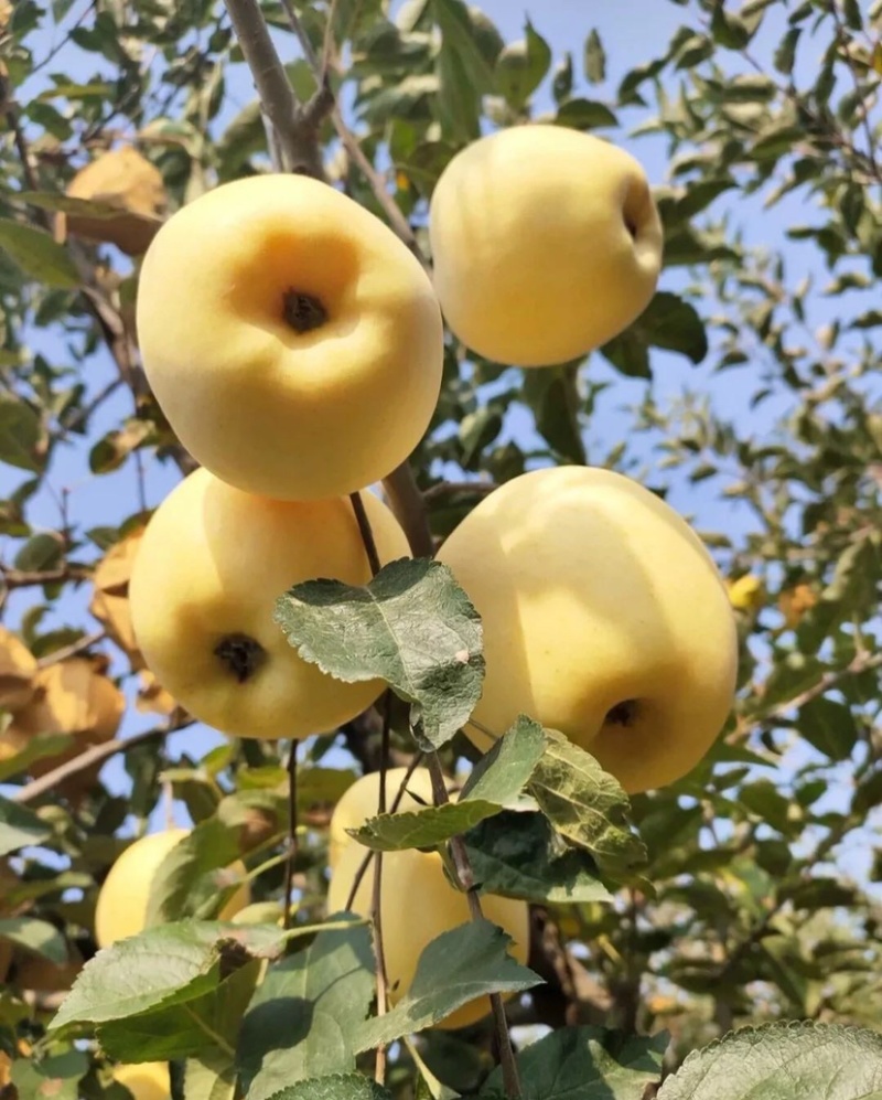 辽宁维纳斯黄金苹果树苗