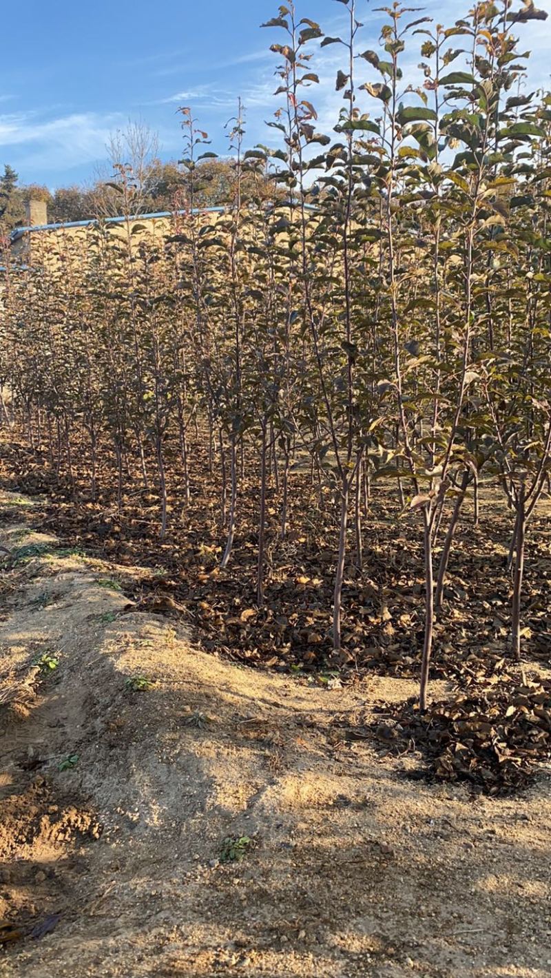 辽宁维纳斯黄金苹果树苗