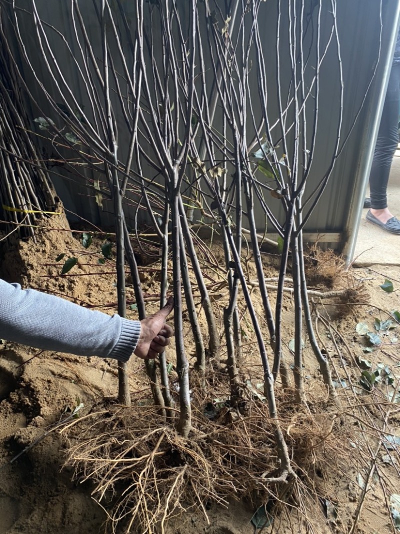 辽宁维纳斯黄金苹果树苗