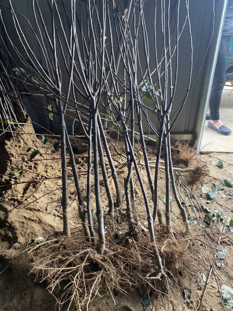 辽宁维纳斯黄金苹果树苗