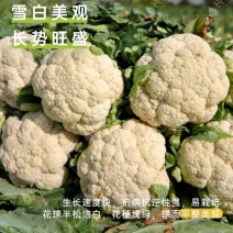 松花菜有机花菜实花菜西兰花西兰苔产地看货论