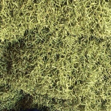 金银花保证质量诚实守信货源稳定价格优惠全国发货一手货源
