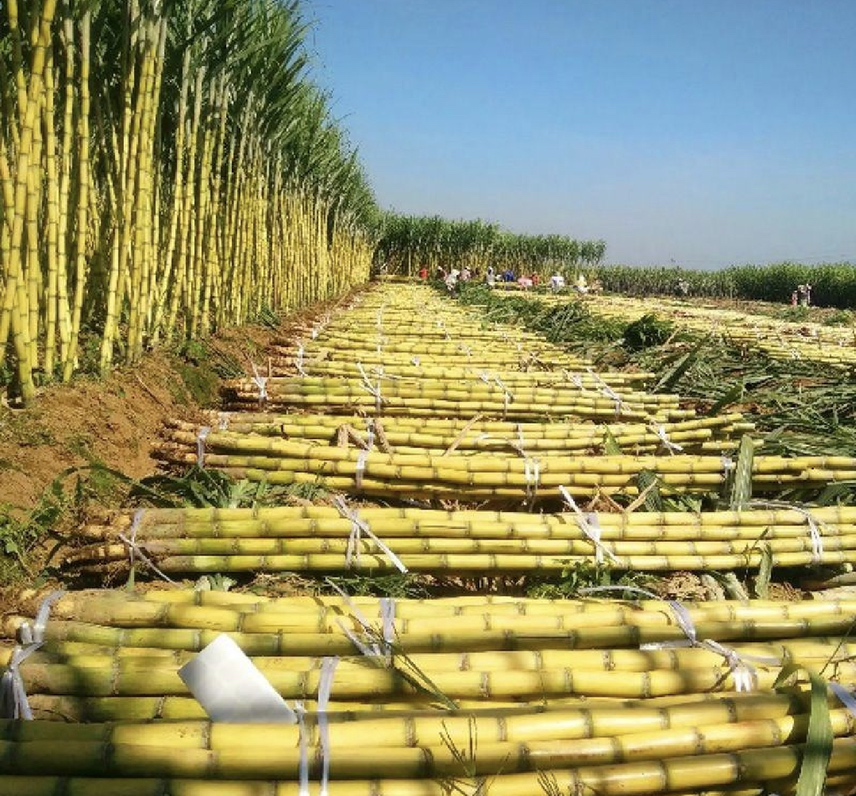 成熟的甘蔗呈现黄色