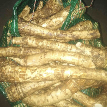 新鲜辣根，大量现货，还在地里，随时收获