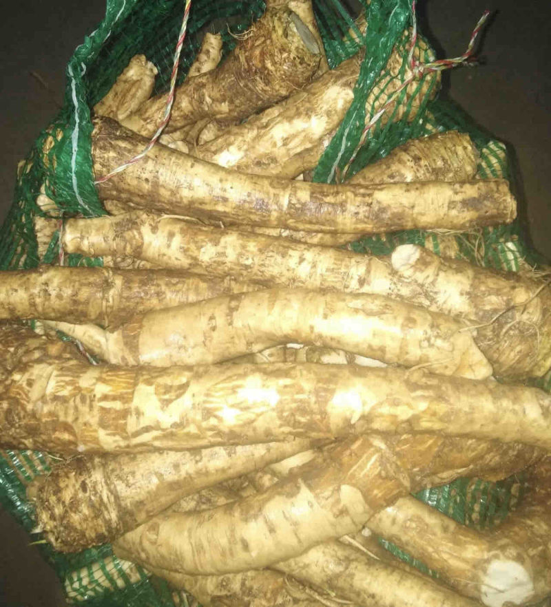 新鲜辣根，大量现货，还在地里，随时收获