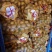 土豆河北精品土豆库存充足欢迎老板选购