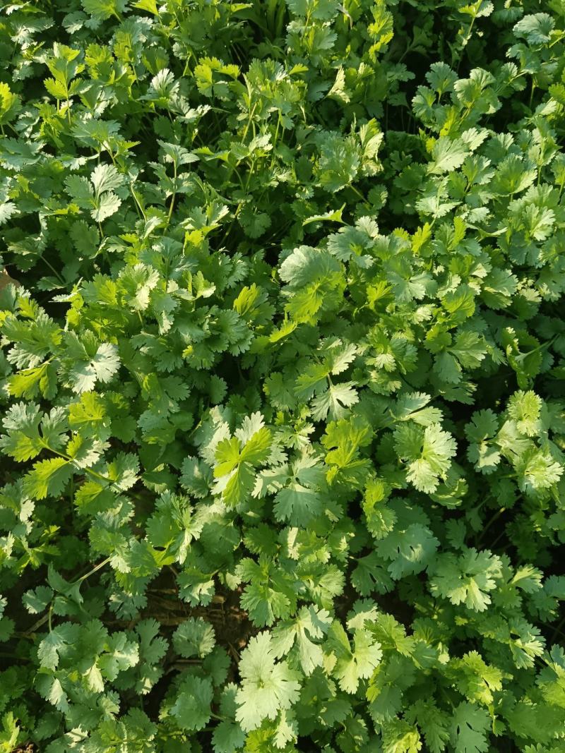香菜，大量批发万亩基地，欢迎老板采购。