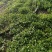 香菜，大量批发万亩基地，欢迎老板采购。