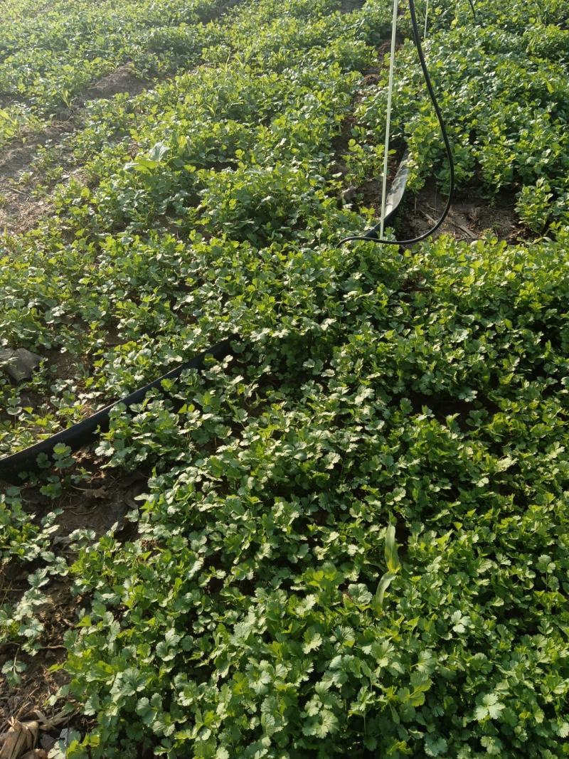 香菜，大量批发万亩基地，欢迎老板采购。