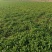 香菜，大量批发万亩基地，欢迎老板采购。