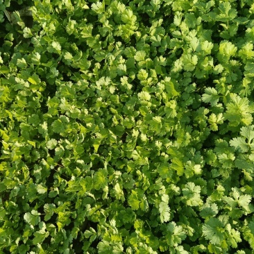 香菜，大量批发万亩基地，欢迎老板采购。