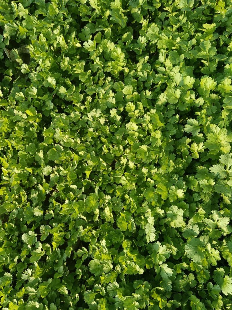 香菜，大量批发万亩基地，欢迎老板采购。