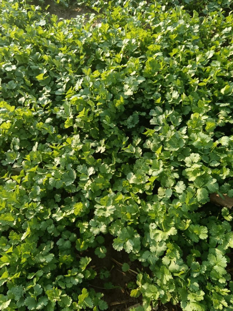 香菜，大量批发万亩基地，欢迎老板采购。