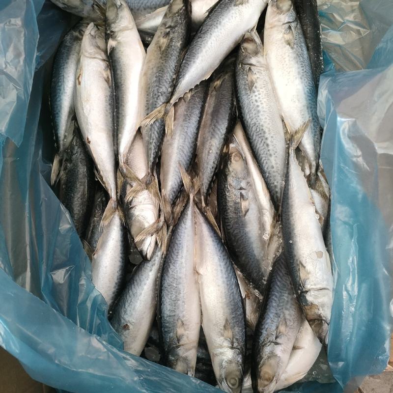 鲅鱼鲐鲅鱼青占箱装重19斤4-6两今年新货货源稳