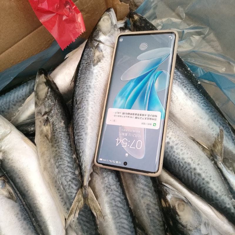 鲅鱼鲐鲅鱼青占箱装重19斤4-6两今年新货货源稳