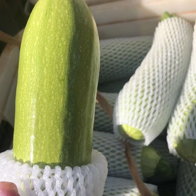绿皮西葫芦