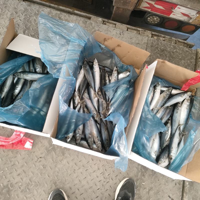 鲅鱼鲐鲅鱼青占陆冻整箱19斤装4两-6两一手货