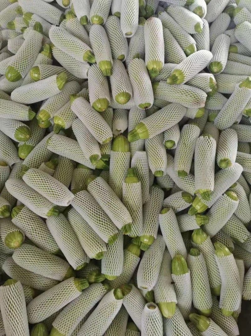 绿皮西葫芦