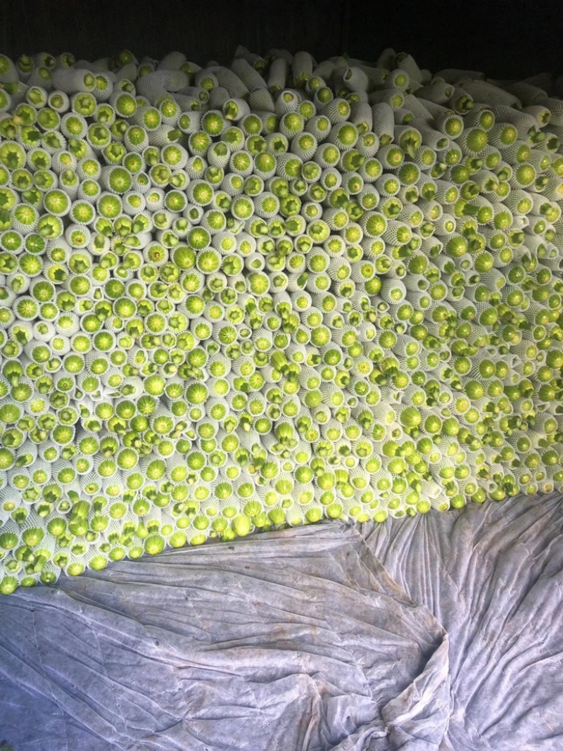 绿皮西葫芦