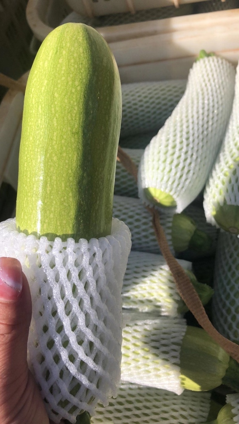 绿皮西葫芦