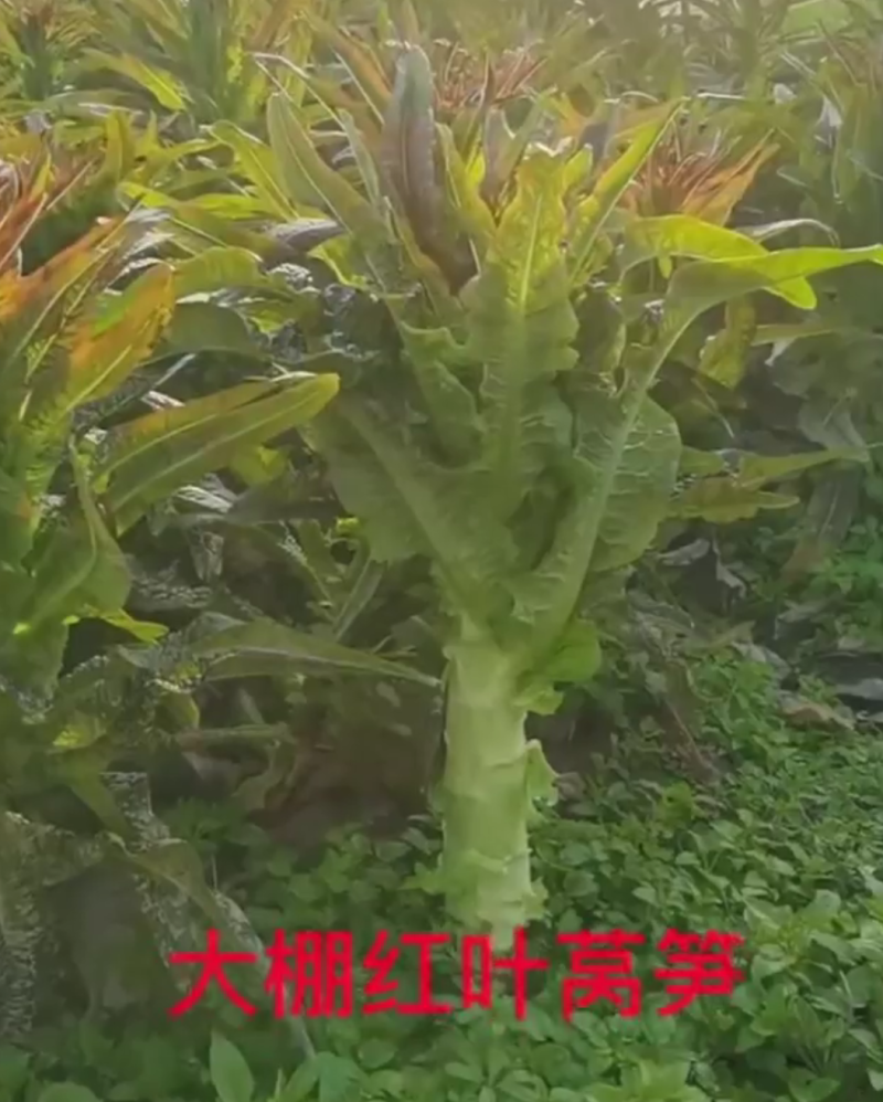 红叶莴笋，叶尖，靓丽，诚信报价，湖北红叶