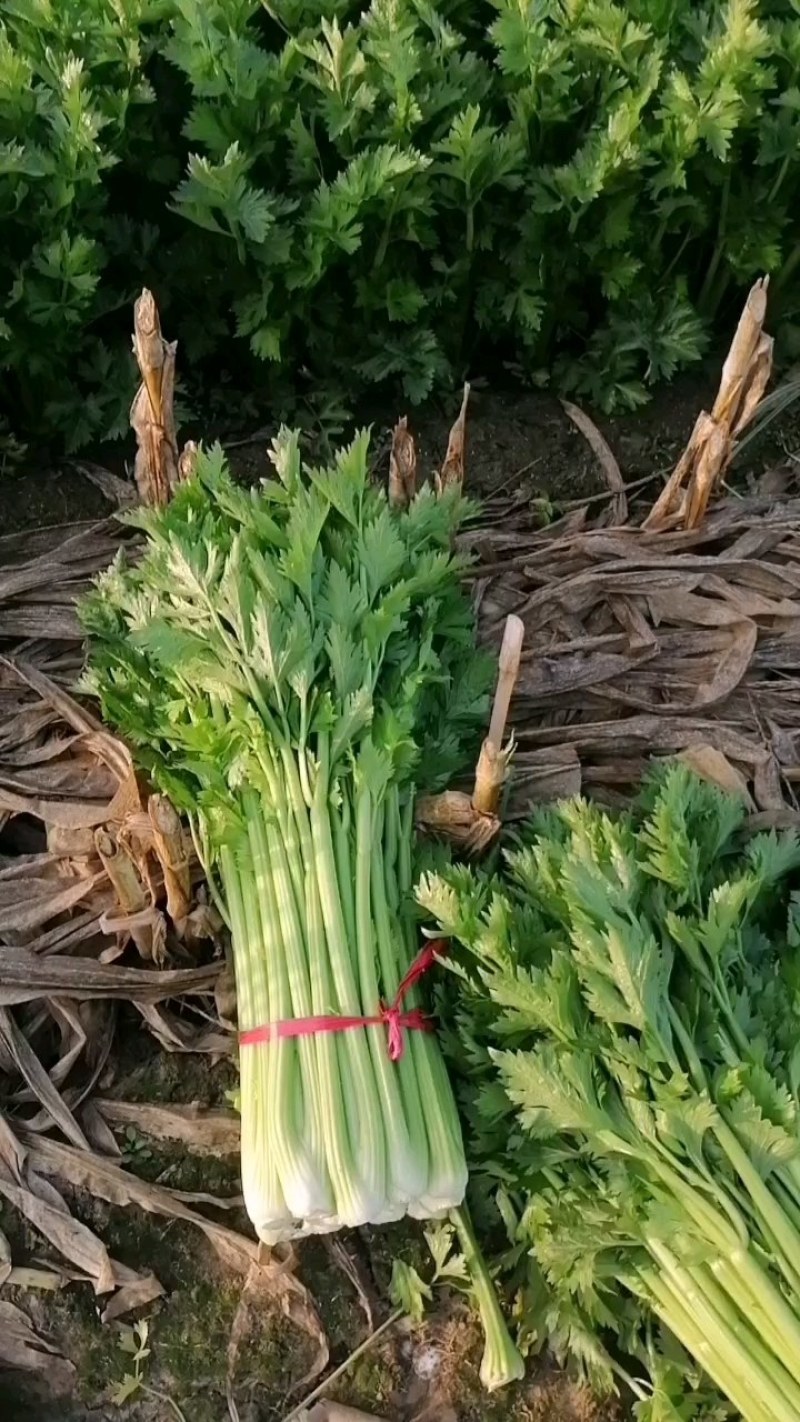 西芹大量上市，产地发货，全国直发，量大优惠可以视频看货。