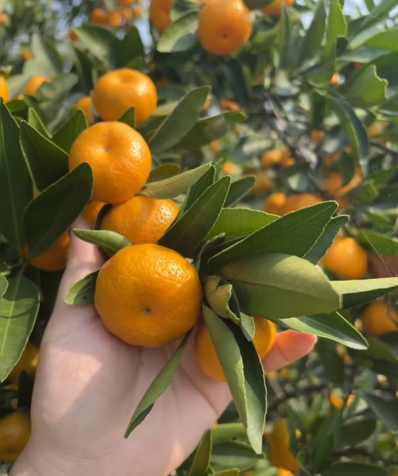 南丰蜜橘湖北枝江一手货源大量有货可供市场电商