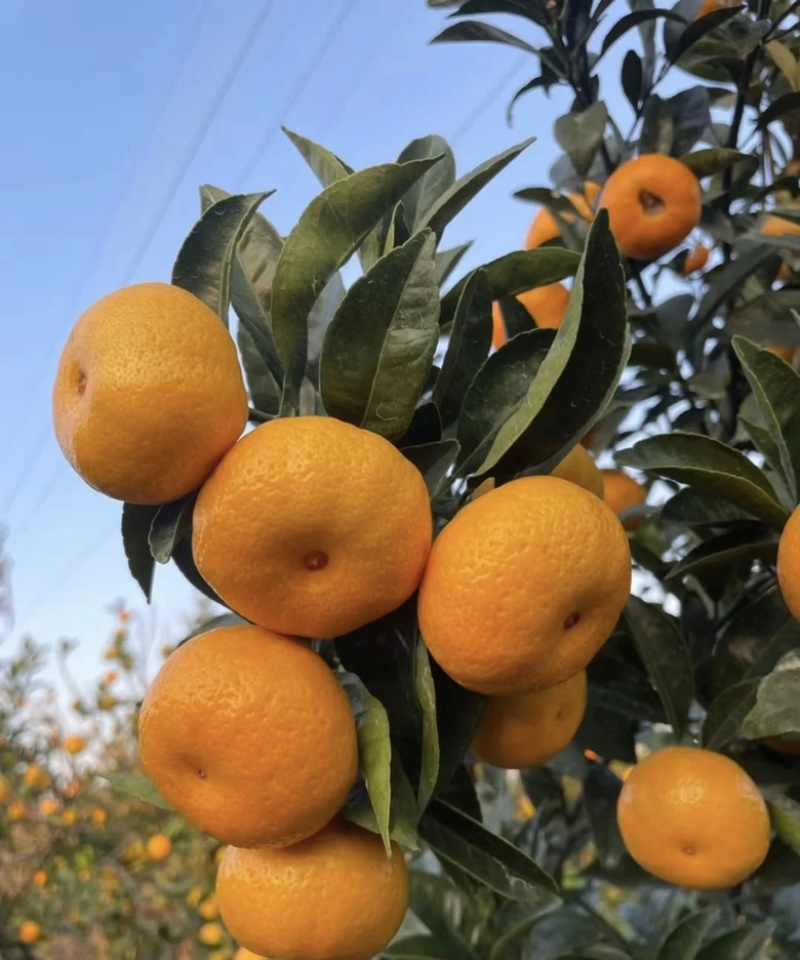 南丰蜜橘湖北枝江一手货源大量有货可供市场电商