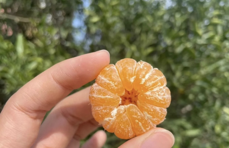 南丰蜜橘湖北枝江一手货源大量有货可供市场电商
